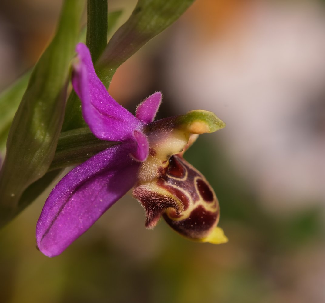 Orchidee di Marzo - Dalla Grecia con passione